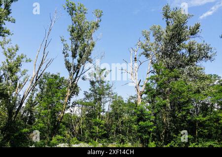 Italy, Lombardy, Bernate Ticino, Ticino Park, Lanca di Bernate Stock Photo