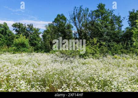 Italy, Lombardy, Bernate Ticino, Ticino Park, Lanca di Bernate Stock Photo