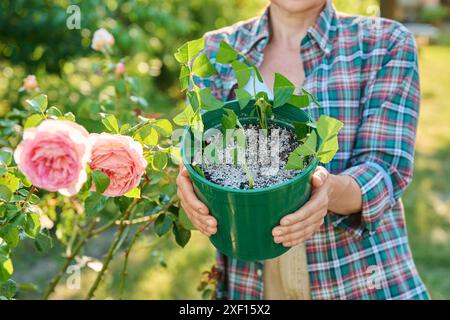 Propagation rooting roses by cuttings, close-up of rose cuttings in pot in hands Stock Photo