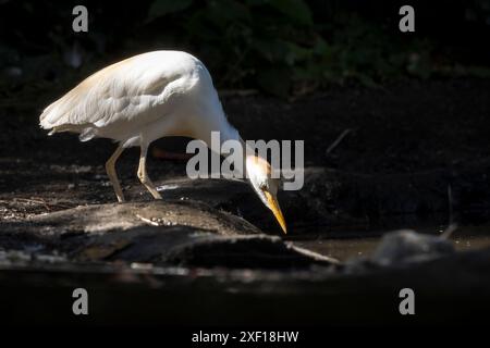 Closeup of a Western cattle egret, Bubulcus ibis, perching in a tree Stock Photo