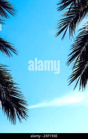 Two palm tree branches frame a bright blue sky with a single, thin, white cloud Stock Photo