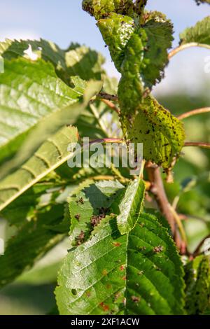 Aphids on cherry tree leaves, plant pests in garden. Stock Photo
