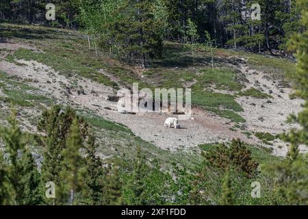 Wilderness rock face, cliff on the side of a mountain in Yukon Territory, Canada. Wild goats are seen in distance with white, arctic coat. Stock Photo