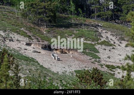 Wilderness rock face, cliff on the side of a mountain in Yukon Territory, Canada. Wild goats are seen in distance with white, arctic coat. Stock Photo