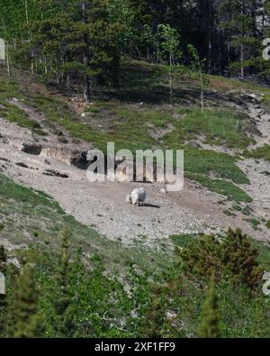 Wilderness rock face, cliff on the side of a mountain in Yukon Territory, Canada. Wild goats are seen in distance with white, arctic coat. Stock Photo