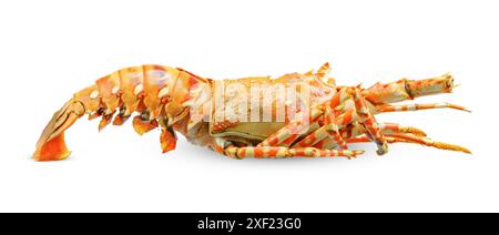 steam lobster isolated on white background. lobster clipping path Stock Photo