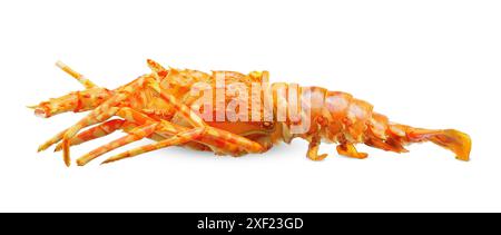 steam lobster isolated on white background. lobster clipping path Stock Photo