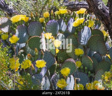 Yellow Prickly Pear Cactus Flowers Stock Photo