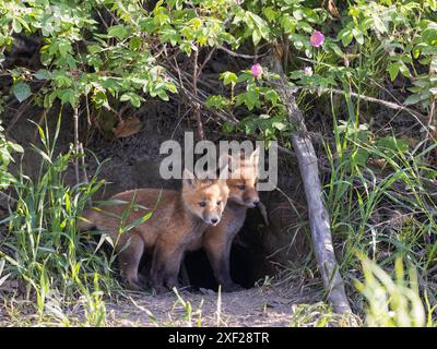 Red fox siblings look like they are close Stock Photo