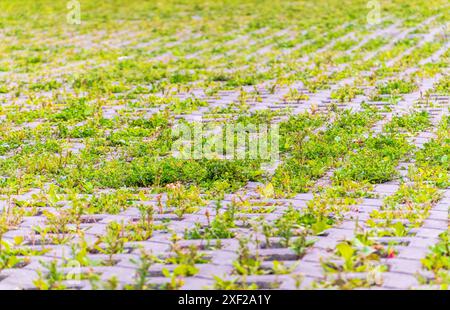 Green grass growing through the cobble stones, outdoor garden flooring background photo texture. Grass grows through paving slabs. Pattern from the fl Stock Photo