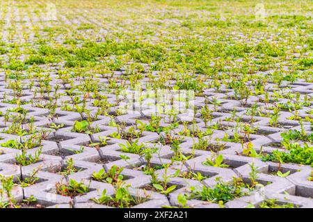 Green grass growing through the cobble stones, outdoor garden flooring background photo texture. Grass grows through paving slabs. Pattern from the fl Stock Photo