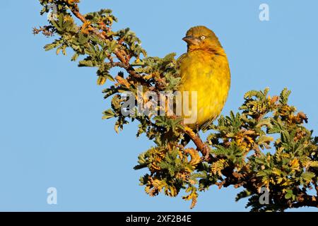 A male Cape weaver (Ploceus capensis) perched on a branch, South Africa Stock Photo