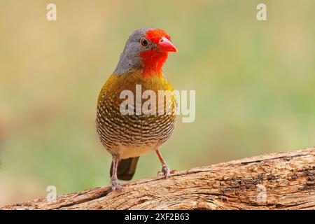 A colorful male green-winged pytilia (Pytilia melba) perched on a branch, South Africa Stock Photo