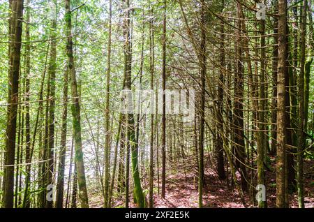 Inside view of a dense pine tree forest Stock Photo
