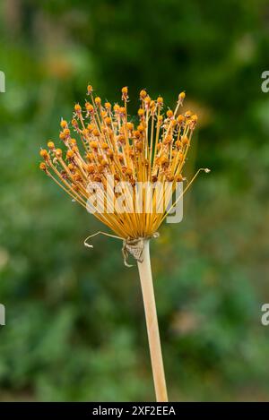 Vertical shot of dried orange flower head with a blurred green backdrop. Stock Photo