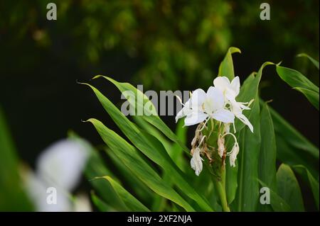 Coronarious Gingerlily (Hedychium coronarium) is known for its white petals and butterfly-like appearance, blooming in lush green foliage. Stock Photo