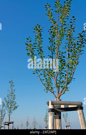 Afforestation with deciduous trees in portrait format Stock Photo