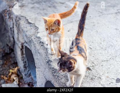 Street kittens. Stock Photo