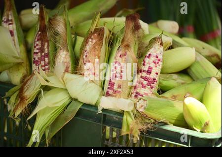 Waxy corn, also known as glutinous corn, is a special type of corn characterized by its sticky texture and high starch content. Stock Photo
