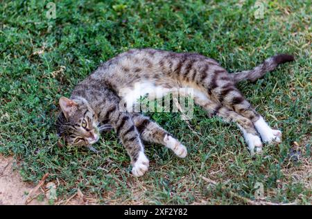 Stray cat resting on the grass. Stock Photo