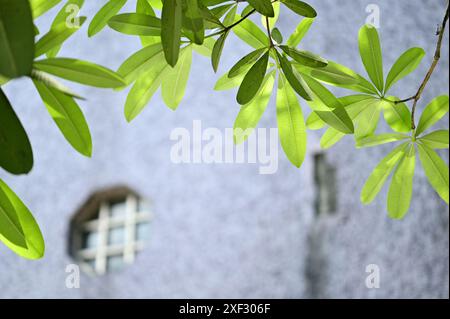 Daytime sunlight on treetops enhances the fresh, bright appearance of green leaves, while a background of terrazzo gray walls. Stock Photo