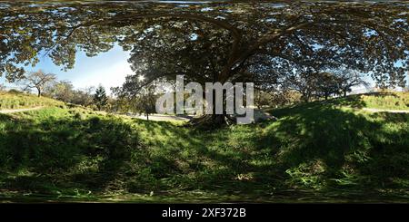 360 degree panoramic view of Ficus macrophylla, Moreton Bay fig, the' Mighty Buttress Tree' on the Darley Road Slopes, Musgrave Avenue Precinct, Centennial Park, Sydney, Australia