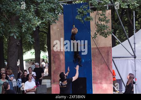 St. Petersburg, Russia. 30th June, 2024. A dog jumps during a competition task during the Petshop Days festival at Primorsky Victory Park. Petshop Days is an annual festival for pets and their owners. This year, a real summer camp was prepared at Primorsky Victory Park with entertainment for owners and their pets. SUP swimming, agility and dock diving, shopping at the market and helping shelters, dancing to the tracks of your favorite artists and lectures from star speakers, as well as competitions and gifts. Credit: SOPA Images Limited/Alamy Live News Stock Photo