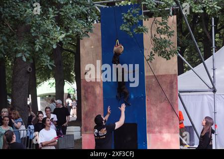 St. Petersburg, Russia. 30th June, 2024. A dog jumps during a competition task during the Petshop Days festival at Primorsky Victory Park. Petshop Days is an annual festival for pets and their owners. This year, a real summer camp was prepared at Primorsky Victory Park with entertainment for owners and their pets. SUP swimming, agility and dock diving, shopping at the market and helping shelters, dancing to the tracks of your favorite artists and lectures from star speakers, as well as competitions and gifts. (Photo by Artem Priakhin/SOPA Images/Sipa USA) Credit: Sipa USA/Alamy Live News Stock Photo