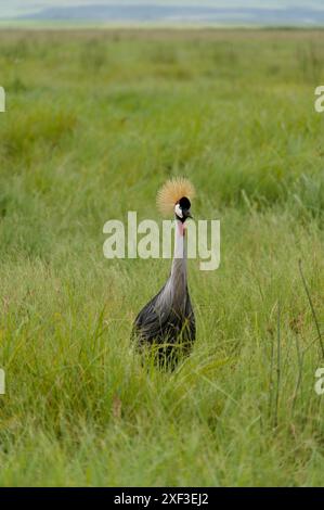 Grey crowned crane (Balearica regulorum) spotted at Ngorongoro Crater National Park, Tanzania. Stock Photo