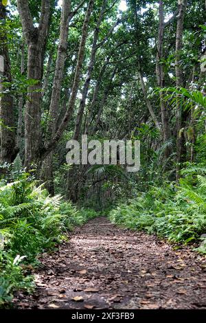 Path at Jozani Forest, Zanzibar, Tanzania Stock Photo