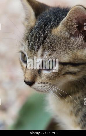Beautiful striped grey kitten posing for camera Stock Photo