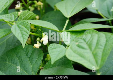 Flowering dwarf bean plants Ferrari growing in a raised bed in a vegetable garden, UK. Stock Photo