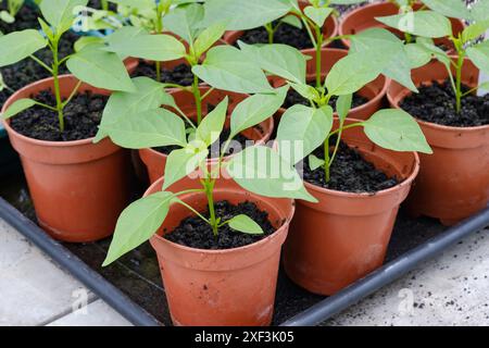 Dwarf bean plants Ferrari growing in plastic plant pots on greenhouse staging in a vegetable garden greenhouse, UK. Stock Photo