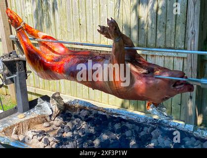 Close up of A whole pig is roasting on a rotisserie over hot coals in a backyard setting. The pig is positioned horizontally and is being slowly turne Stock Photo