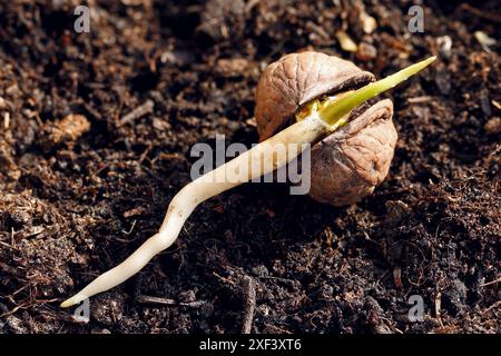 germinating walnut on soil, growing sprout of a young walnut with long root Stock Photo