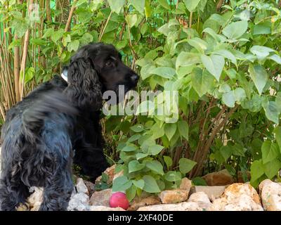 black english cocker spaniel three years old Stock Photo