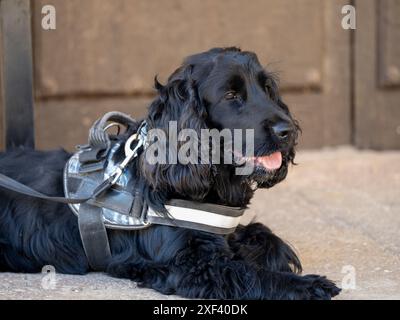 black english cocker spaniel three years old Stock Photo