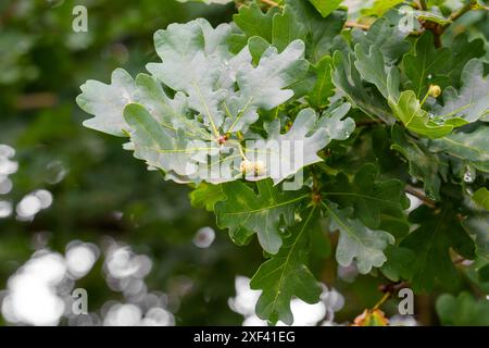 Young acorns forming on a branch of an oak tree in the summer with lush green foliage Stock Photo