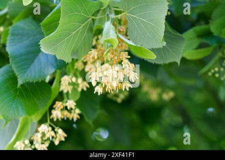 Flowering medicinal Linden tree branch. Tilia cordata blossoms with a soft green leaves background Stock Photo