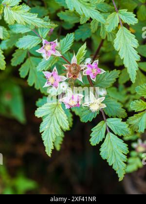 June flowers of the ghost bramble, Rubus thibetanus 'Silver Fern' Stock Photo