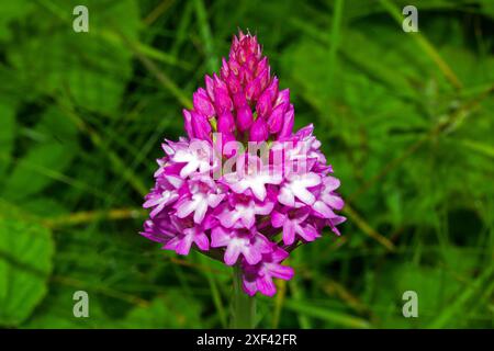 Anacamptis pyramidalis (pyramidal orchid) is found on meadows, in grassland, and on sand dunes. It is native to southwestern Eurasia. Stock Photo