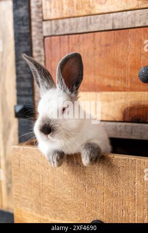 A white rabbit with gray eyes is displayed from a drawer of an old wooden cabinet. The head, ears and two front paws are visible. Stock Photo