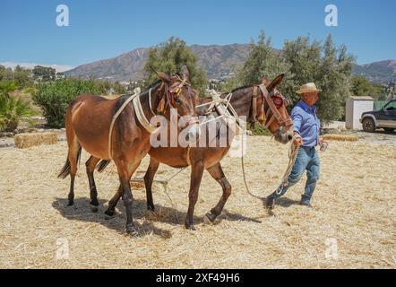 Andalusian man with mules threshing grain separating cereals from their straw in a traditional way, Mijas, Malaga, Spain. Stock Photo