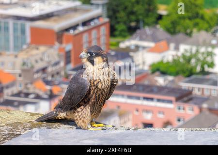 Peregrine falcon on a church tower in the city center of Arnhem, The Netherlands Stock Photo