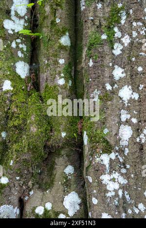 White spot, lichen and moss on maple tree bark in the forest background texture. Spread fungus on old plant, close up view. Vertical Stock Photo