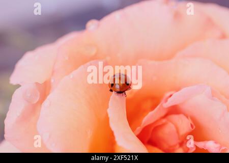 Ladybird on Rose Petal Stock Photo