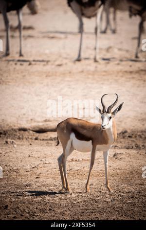 Impala (Aepeceros melampus) in Etosha National Park in Namibia, Africa Stock Photo