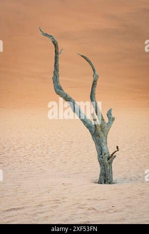 A lone skeleton tree in Deadvlei, Namibia against red-hued sand dunes in tthe background Stock Photo