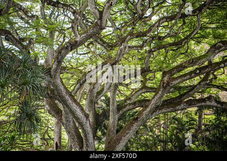 An immense and spectacular evergreen oak tree dominates the landscape of Waimea Valley, Oahu, Hawaii. Its robust trunk and expansive canopy create a s Stock Photo