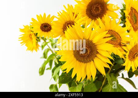 Summer rustic bouquet close up on a white background, bright juicy decorative sunflowers Stock Photo